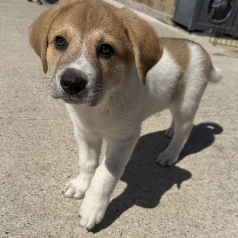 A baby large-sized male German Shepherd Dog dog named Poppy for adoption in Krum, TX