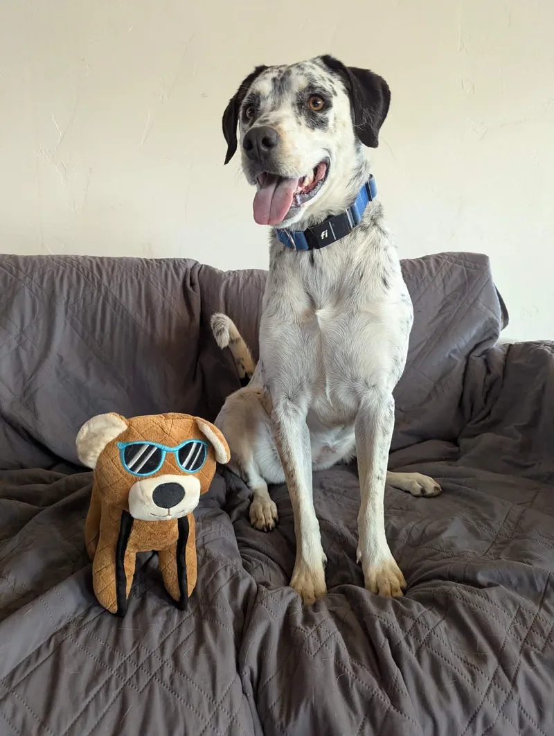 A young medium-sized female Black Dalmatian dog named Charli for adoption in Bend, OR