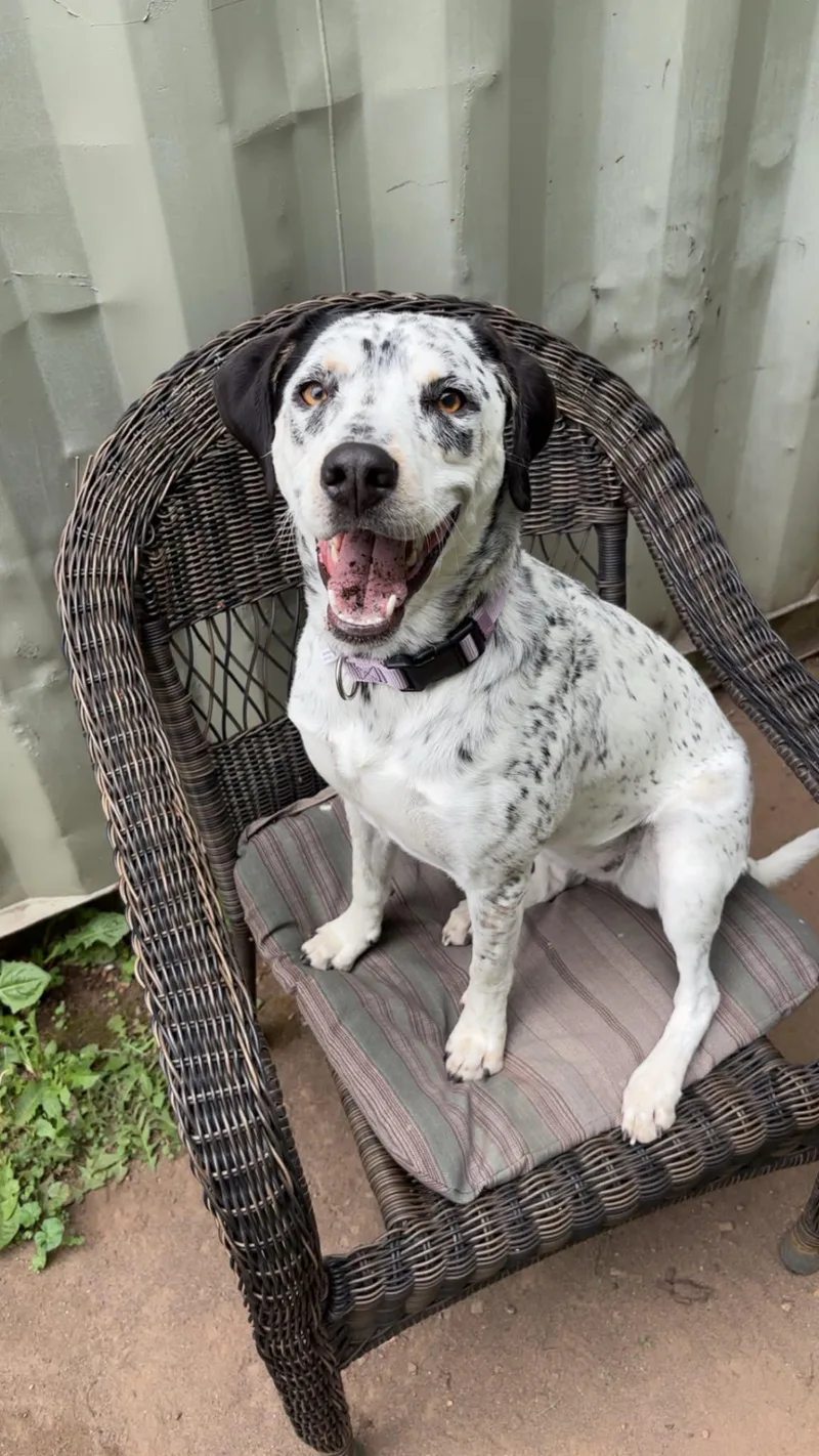 Charli thumbnail 2