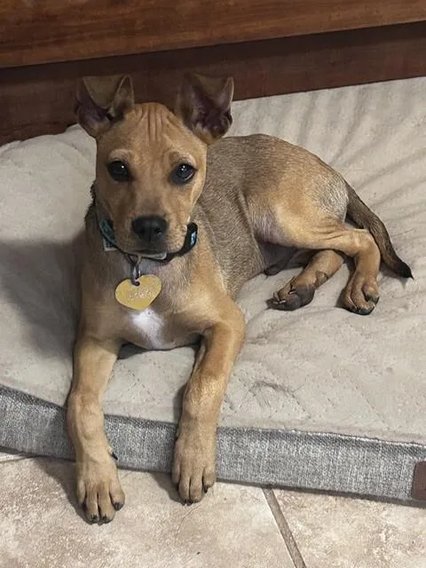 Bruno