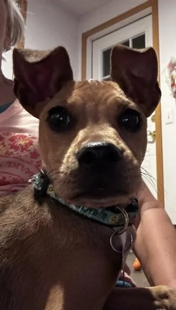 Bruno thumbnail 2
