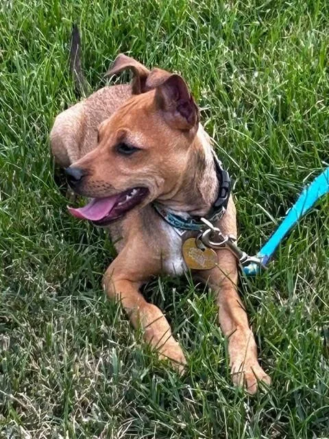 Bruno thumbnail 3
