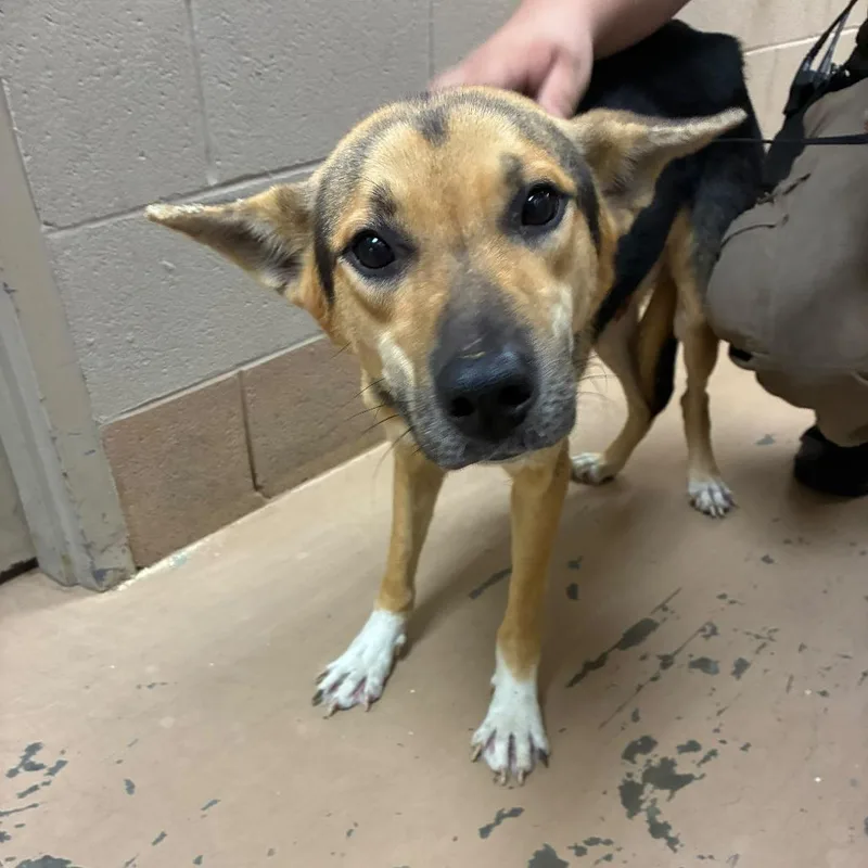 An adult medium-sized male German Shepherd Dog dog named Sniper for adoption in Gadsden, AL