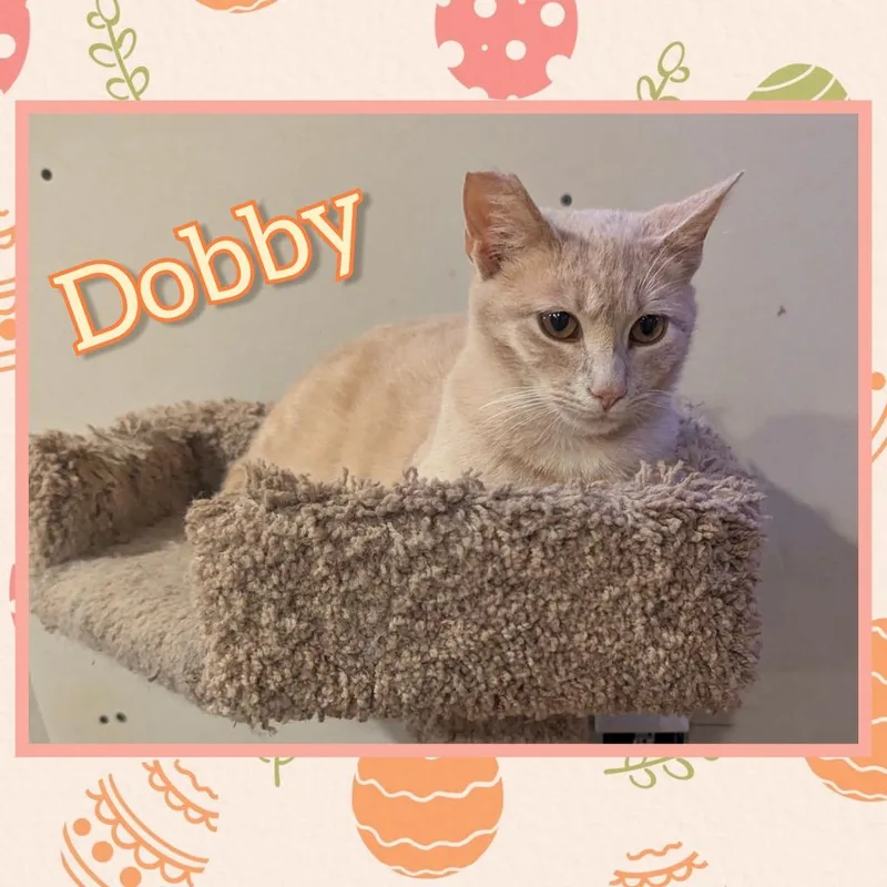 Dobby thumbnail 2