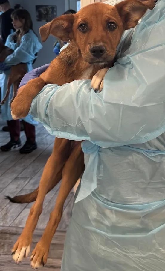 A baby medium-sized female Mixed Breed dog named Sable for adoption in Rock Hill, NY