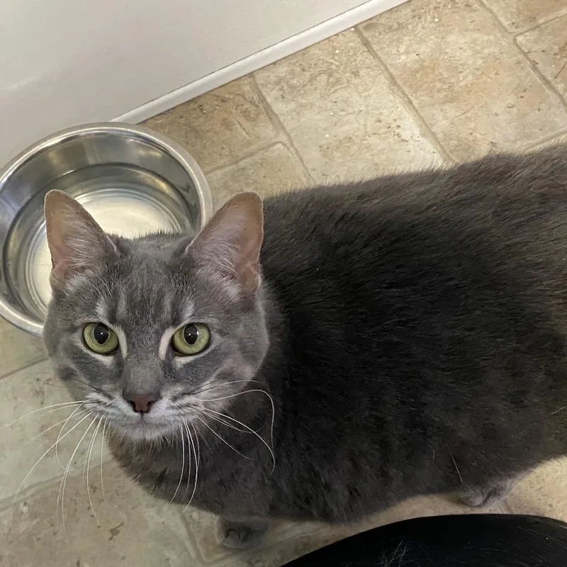 A senior large-sized female Gray / Blue / Silver Domestic Short Hair cat named Prim for adoption in Monroe, LA