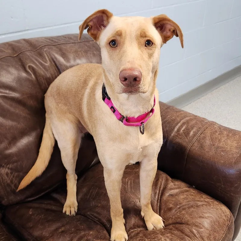 A young medium-sized female Yellow Labrador Retriever dog named Chloe for adoption in Marshfield, WI