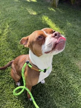 An adult large-sized female Pit Bull Terrier dog named Lilo Girl for adoption in Honolulu, HI