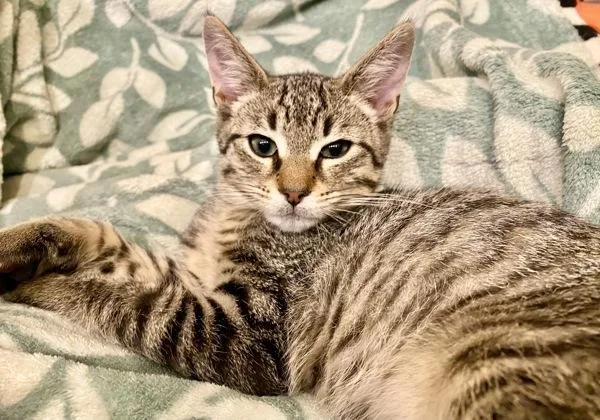 A baby small-sized male Domestic Short Hair cat named Muffin for adoption in Vallejo, CA