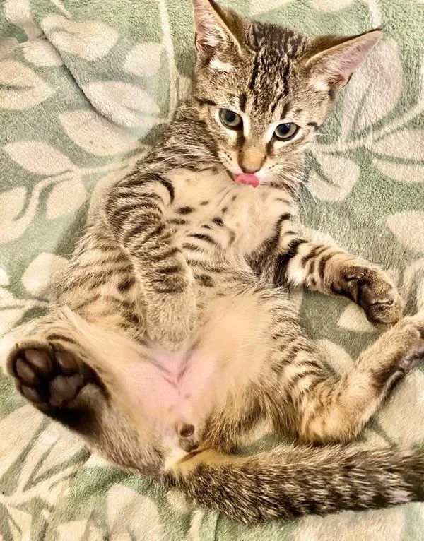 Muffin thumbnail 3