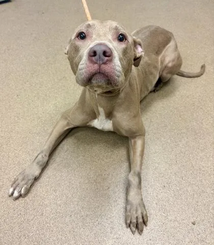 An adult large-sized female Mixed Breed dog named Coraline for adoption in Chamblee, GA