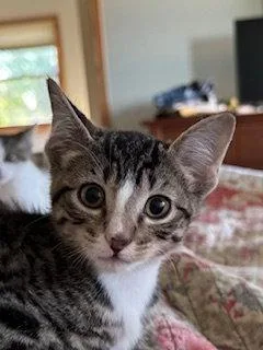 A baby medium-sized male Domestic Short Hair cat named Jaxie for adoption in Wheaton, IL