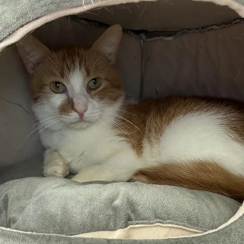 An adult medium-sized male Orange / Red Domestic Short Hair cat named Ritchie for adoption in Lynchburg, VA