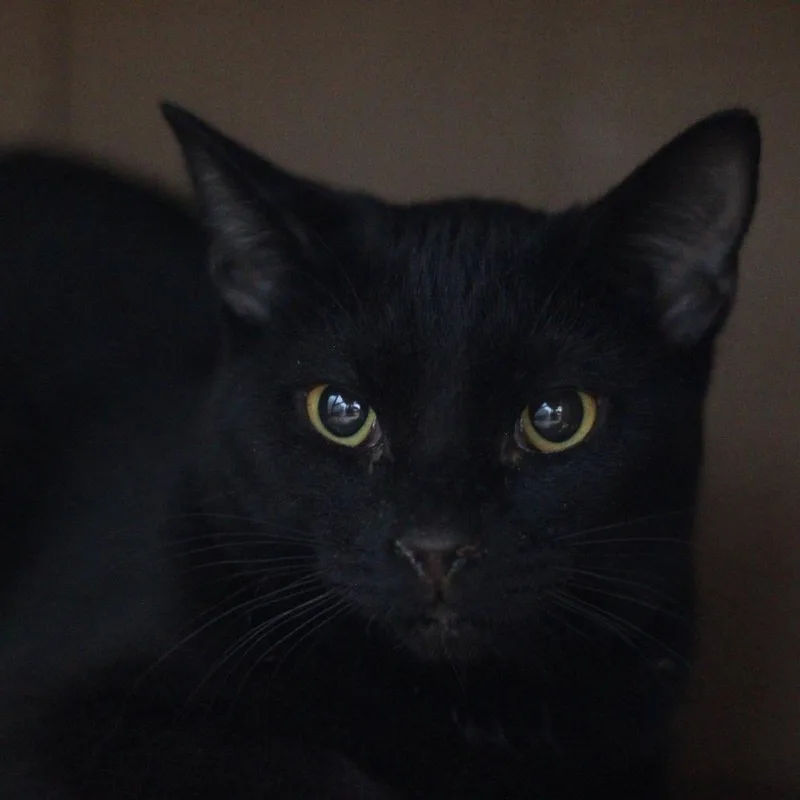A young small-sized female Black Domestic Short Hair cat named Sporty for adoption in Richmond, KY
