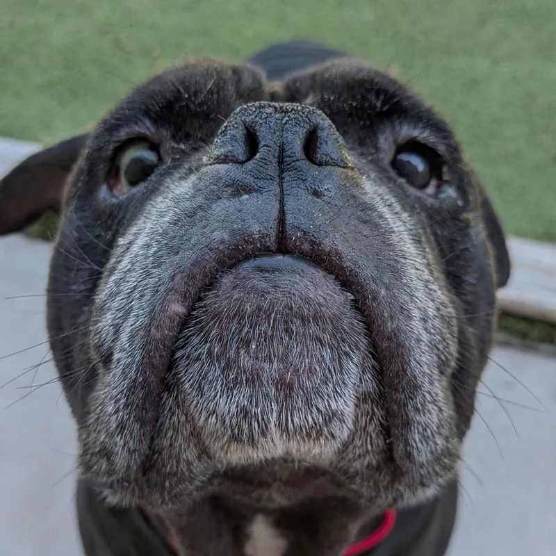 An adult large-sized female Black English Bulldog dog named Millie for adoption in Tulsa, OK