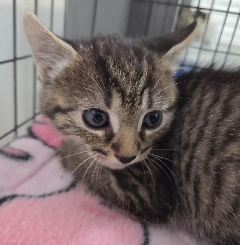 A baby small-sized female Domestic Short Hair cat named Cajun Belle for adoption in Gold Beach, OR