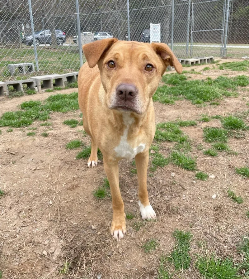 Clementine thumbnail 3