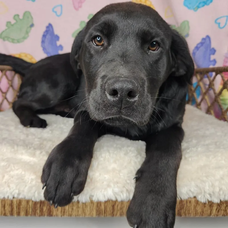 A baby medium-sized male Black Black Labrador Retriever dog named Michael Banks for adoption in Fort Wayne, IN