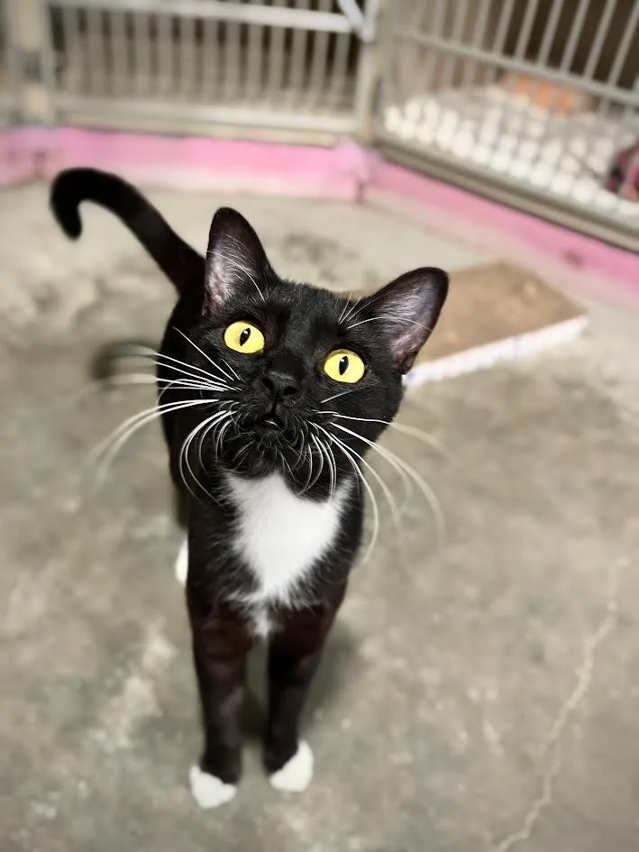 A young small-sized female Domestic Short Hair cat named Miss Rococo for adoption in Los Angeles, CA