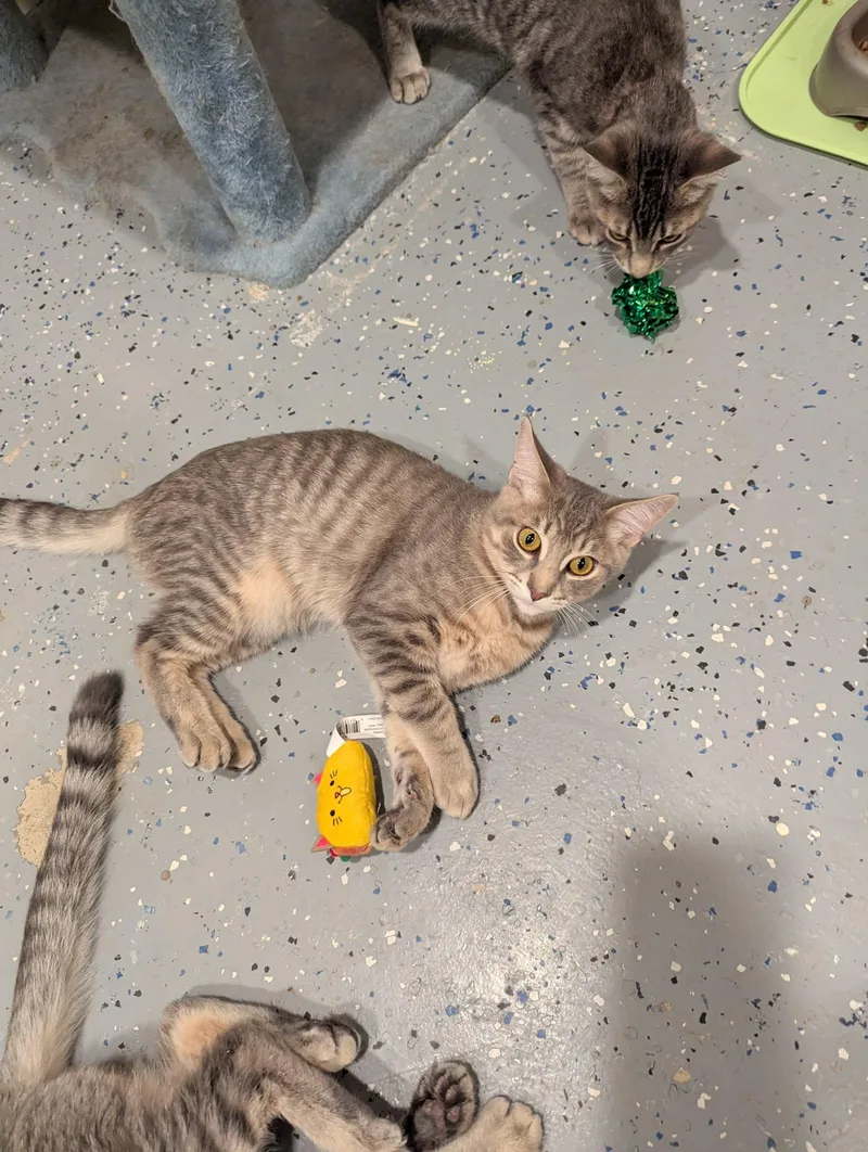 A young large-sized male Domestic Short Hair cat named Theodore for adoption in New Baltimore, MI