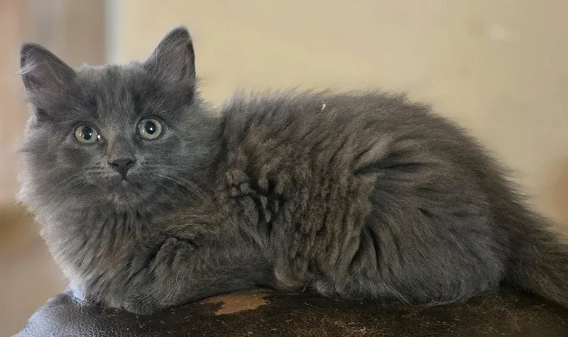 A baby medium-sized female Gray / Blue / Silver Domestic Long Hair cat named Olympia for adoption in Walled Lake, MI