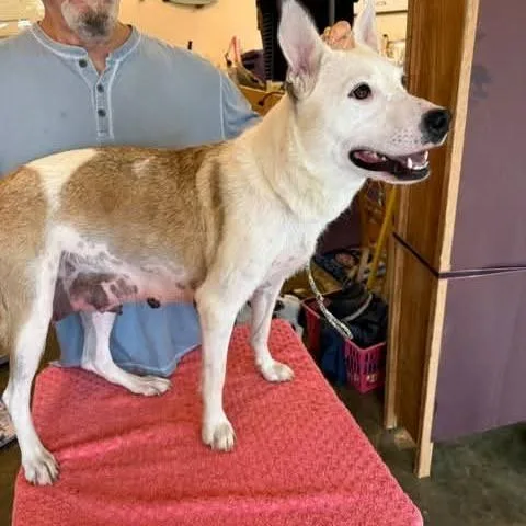 A young medium-sized female White / Cream Mixed Breed dog named Melody for adoption in Alexandria, VA