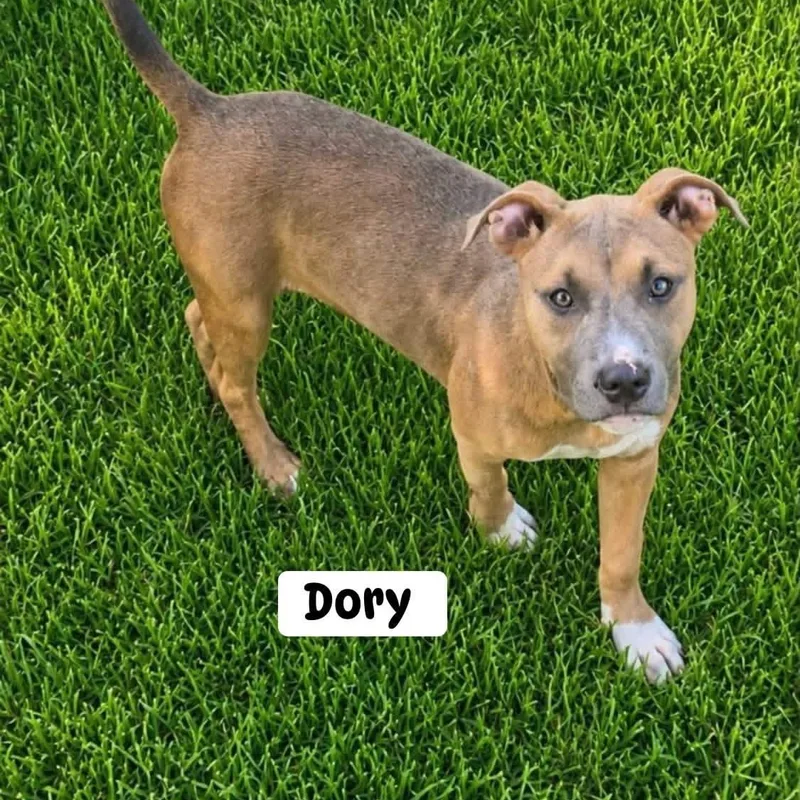 A young medium-sized female Brindle Pit Bull Terrier dog named Dory for adoption in Brewton, AL