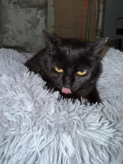 An adult medium-sized female Domestic Short Hair cat named Ghost for adoption in Berwick, PA