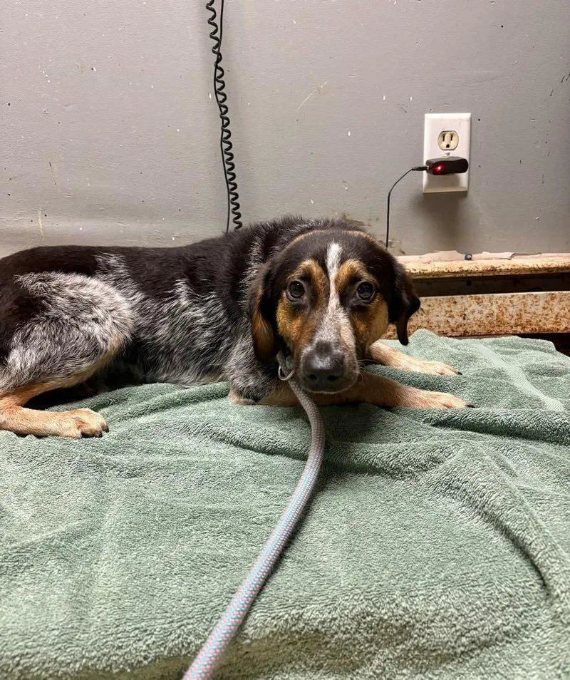 Veterinarian