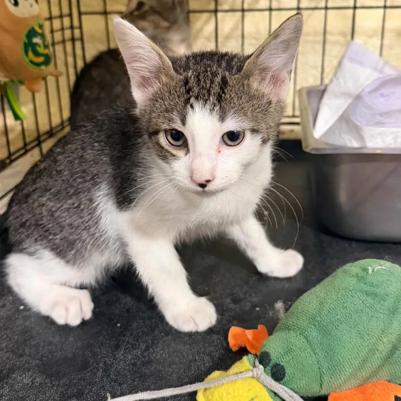 A baby small-sized male Gray / Blue / Silver Domestic Short Hair cat named Otis for adoption in Hattiesburg, MS