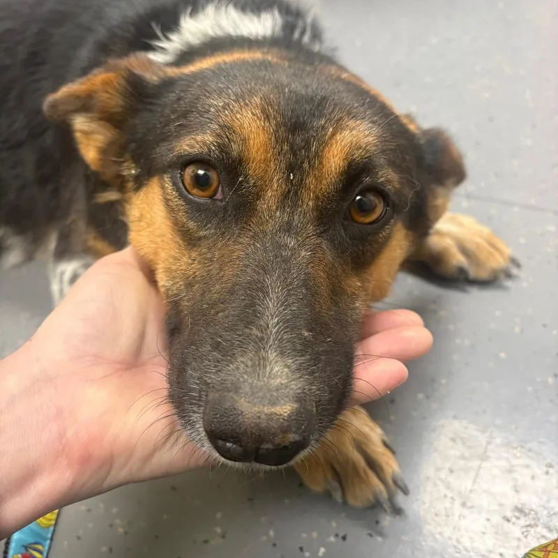 An adult medium-sized female Black Australian Cattle Dog / Blue Heeler named Stray Hold  Gonilda for adoption in Albuquerque, NM