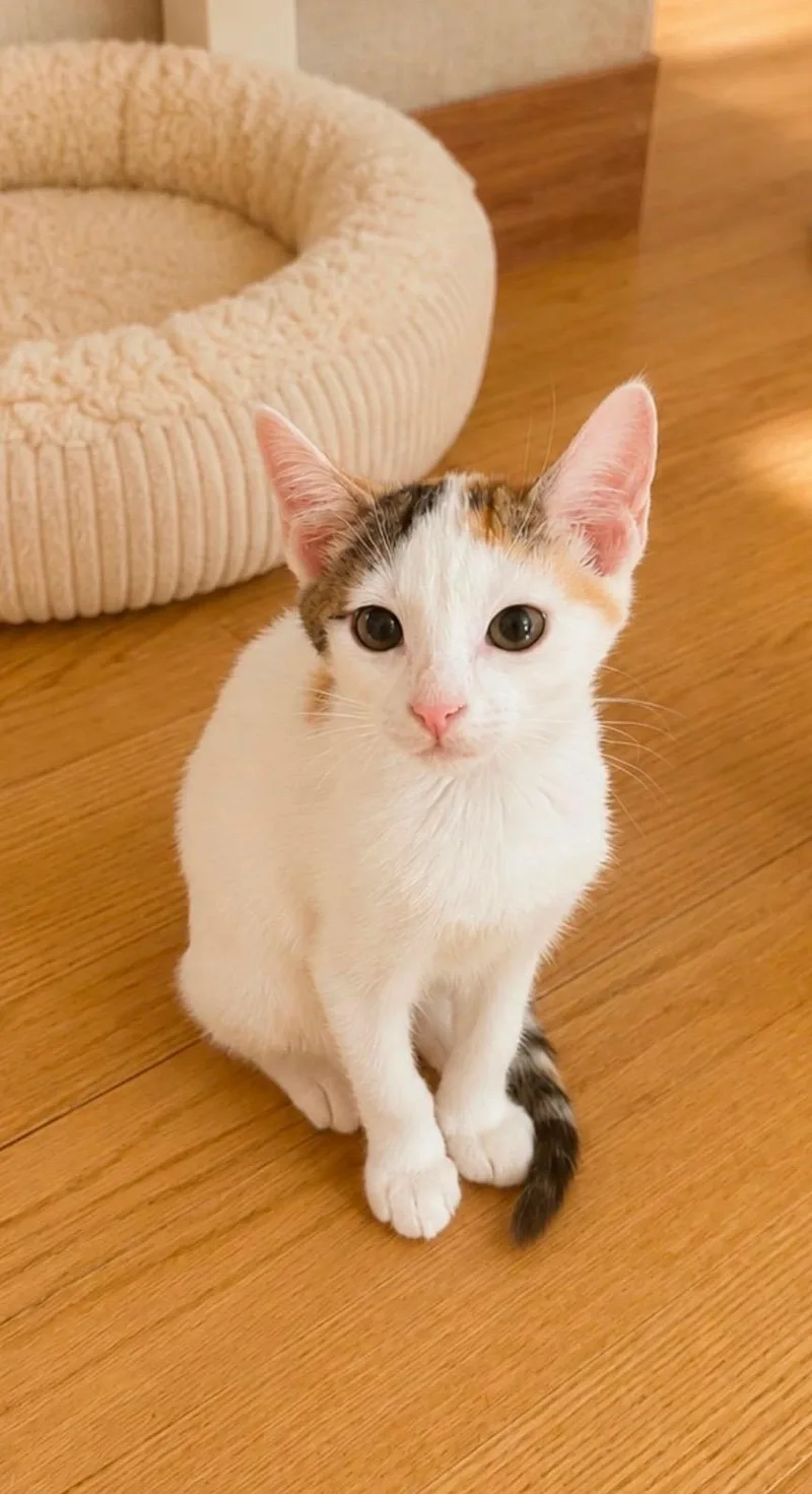 A baby small-sized female Domestic Short Hair cat named Vega for adoption in Miami, FL