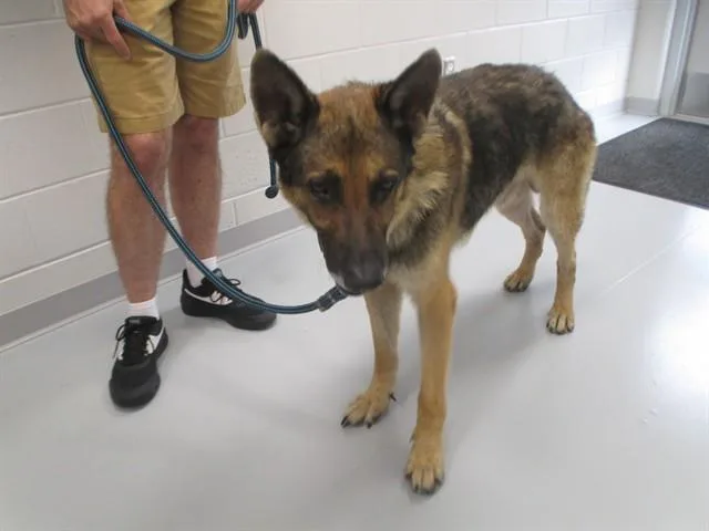 An adult large-sized male German Shepherd Dog dog named Rick for adoption in Ocala, FL