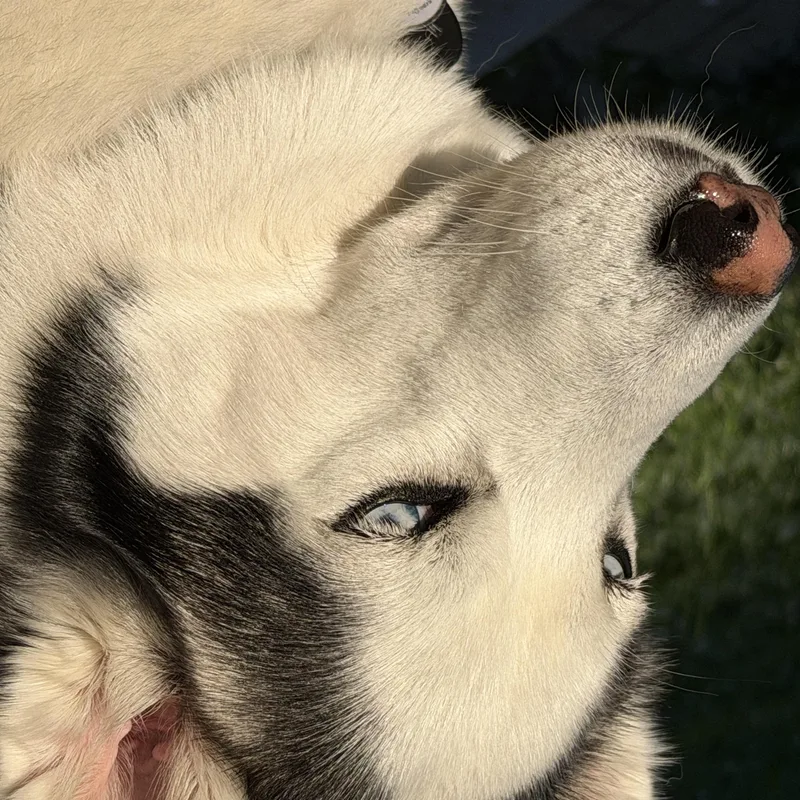 A young medium-sized female White / Cream Husky dog named Kiya Courtesy Listed for adoption in Midland, MI