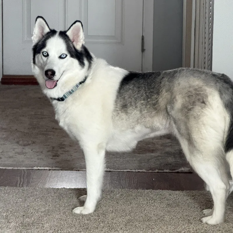 Kiya Courtesy Listed thumbnail 2