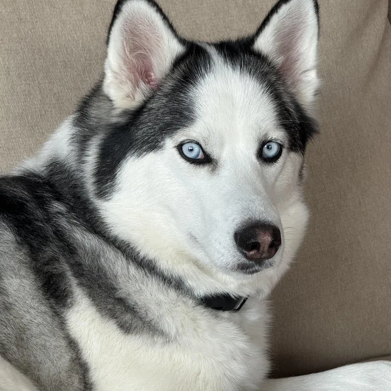 Kiya Courtesy Listed thumbnail 3