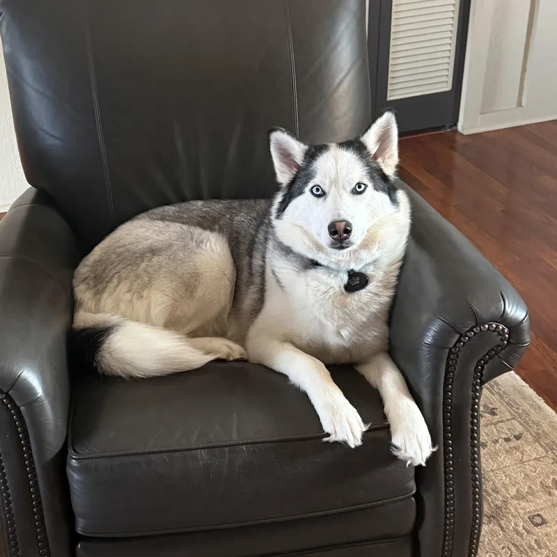 Kiya Courtesy Listed thumbnail 4