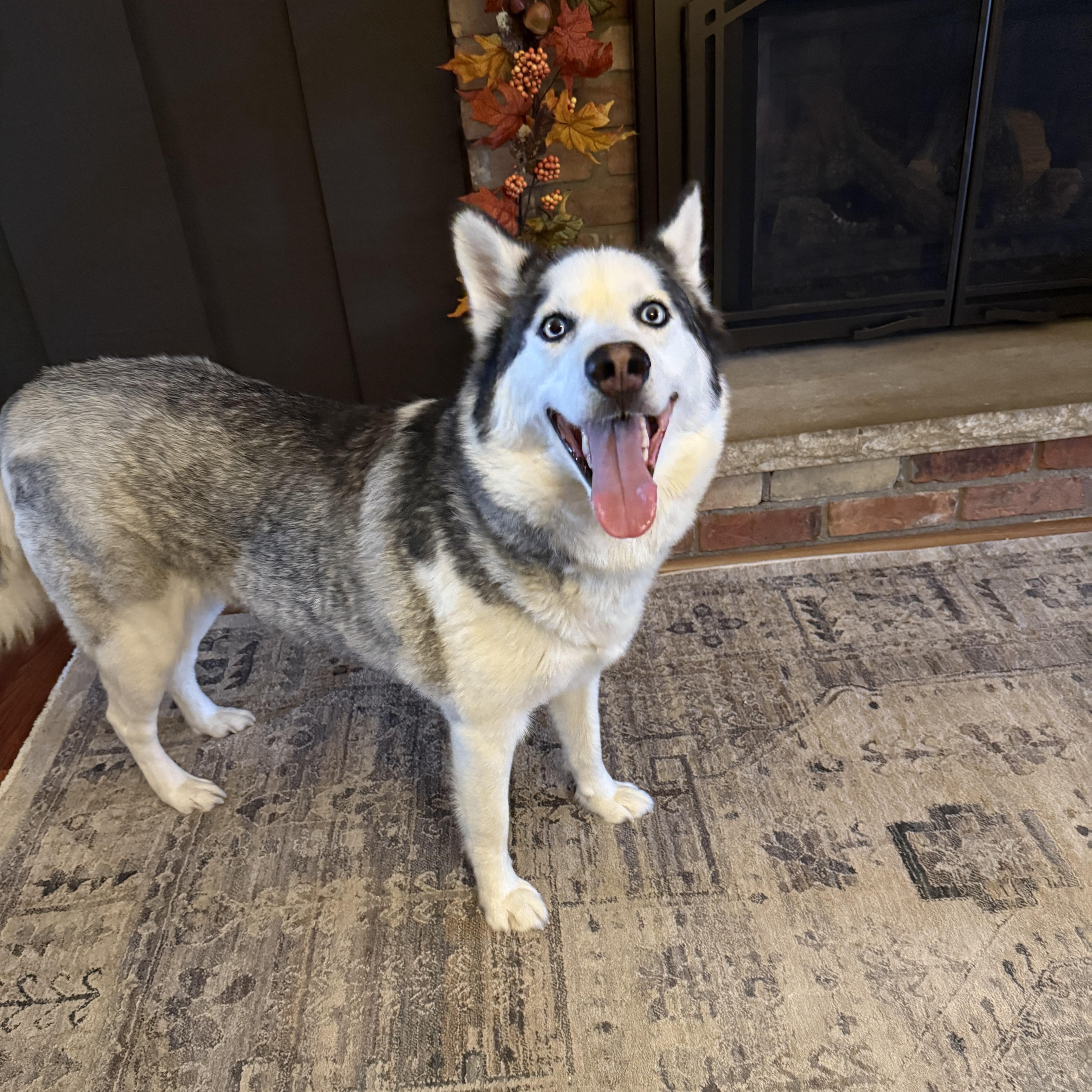 Kiya Courtesy Listed thumbnail 5