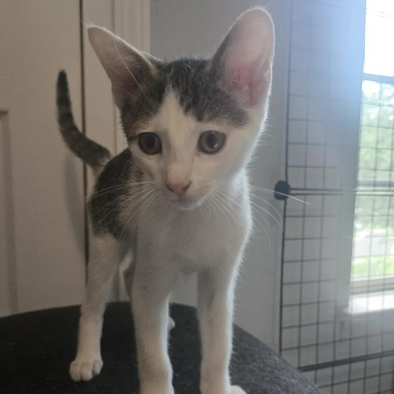 A baby small-sized male White Domestic Short Hair cat named Stevie Wonder for adoption in Chapel Hill, NC