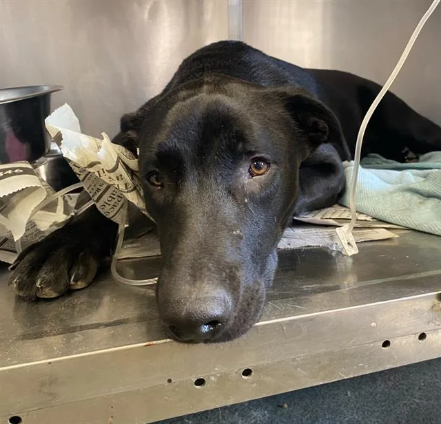 A young medium-sized male Labrador Retriever dog named Milo for adoption in San Antonio, TX