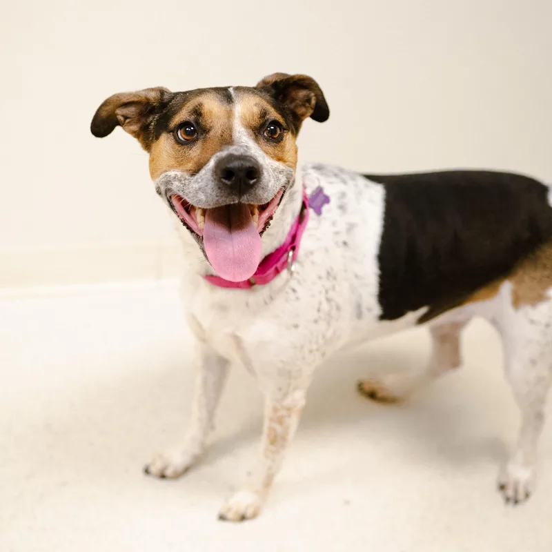 An adult medium-sized female Cattle Dog dog named Maya for adoption in Cincinnati, OH