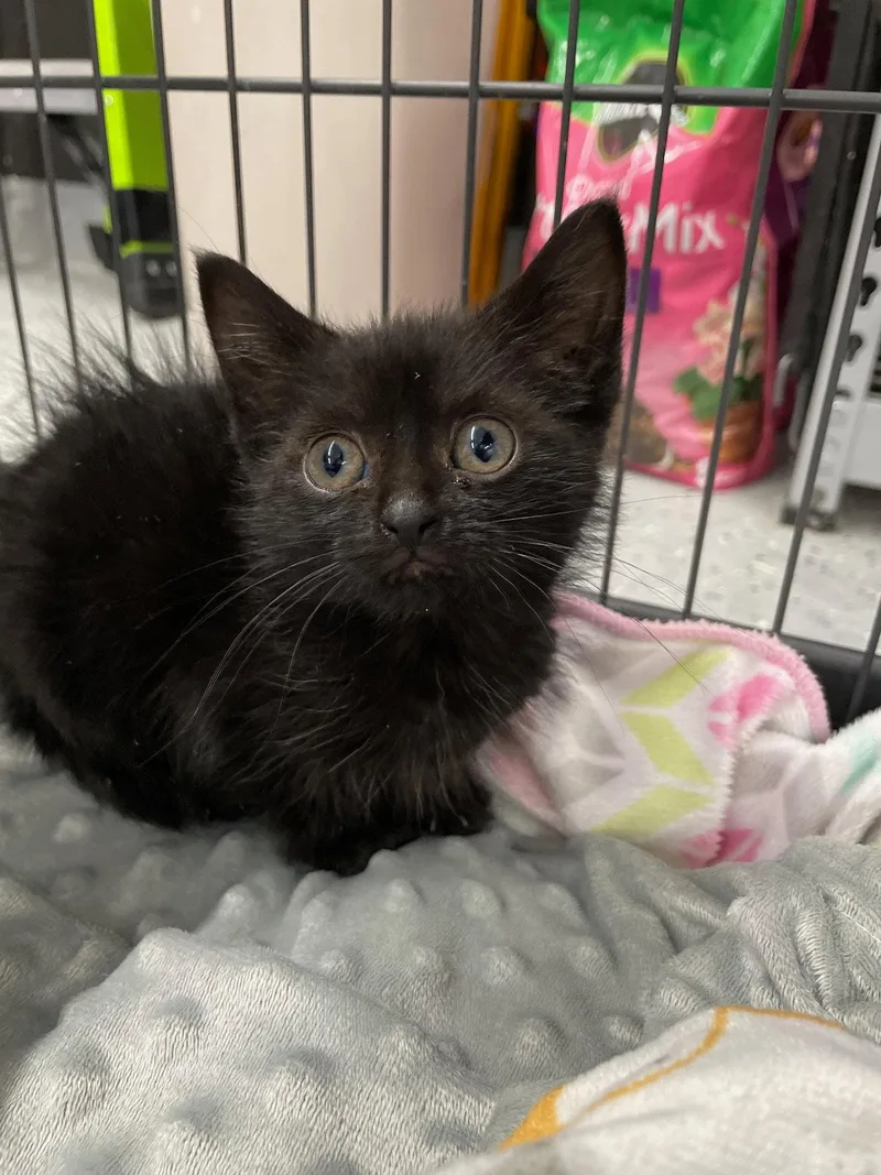 A baby medium-sized male Black Domestic Short Hair cat named Cloud for adoption in Island Lake, IL