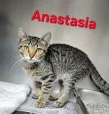 A young medium-sized female Domestic Short Hair cat named Anastasia for adoption in Sullivan, IN