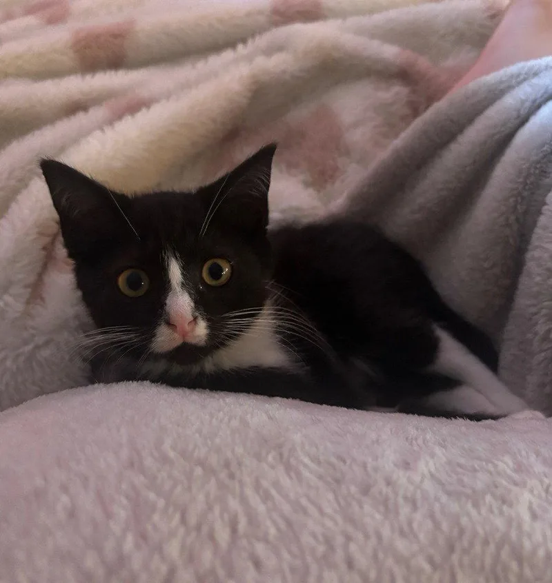A baby medium-sized female Black & White / Tuxedo Domestic Short Hair cat named Dinah for adoption in Candler, NC