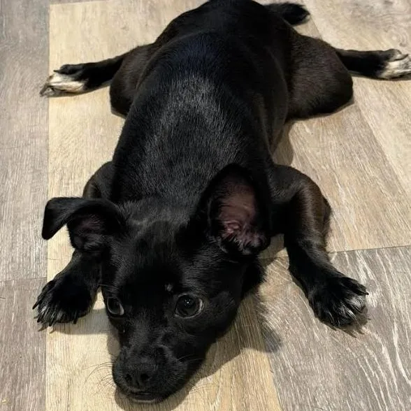 A baby small-sized female Black Shih Tzu dog named Rachel for adoption in CORPUS CHRISTI, TX