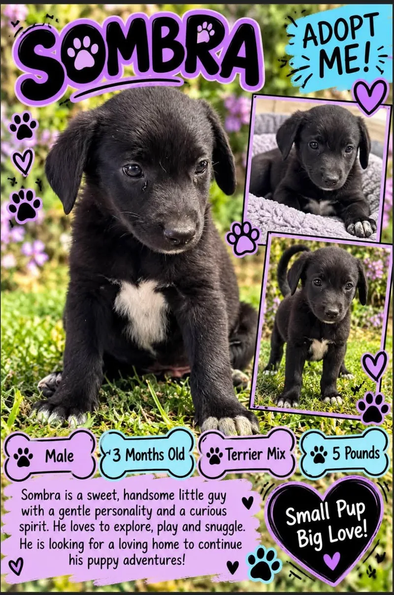 A baby small-sized male Black Terrier dog named Sombra for adoption in San Tan Valley, AZ