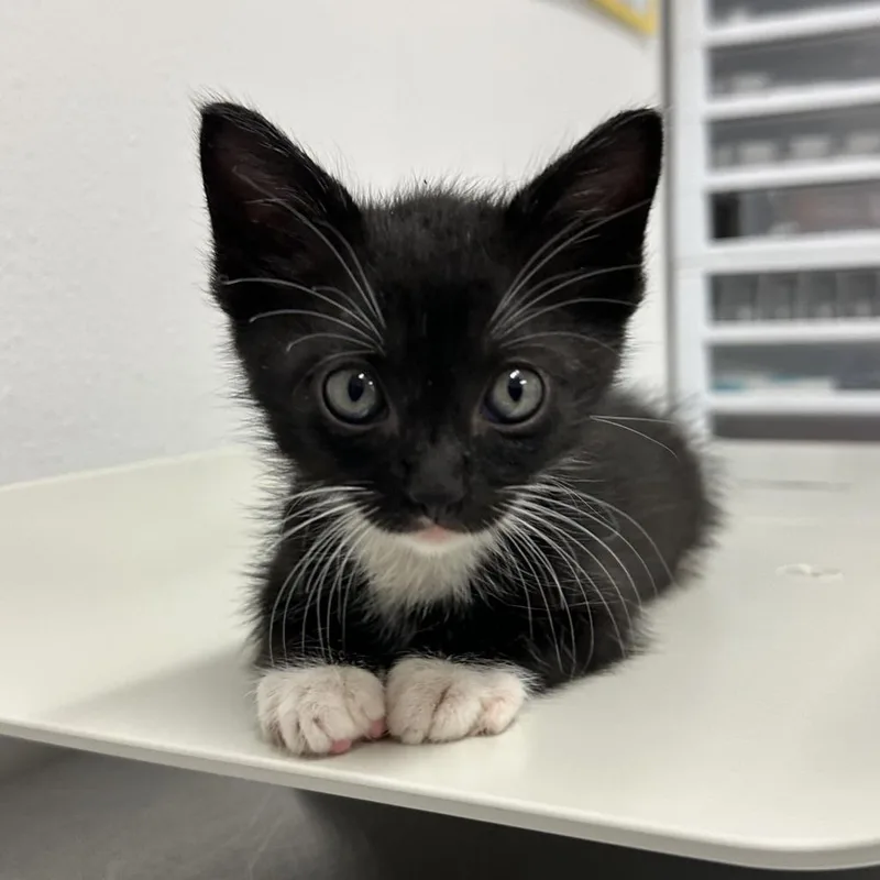 A baby small-sized male Domestic Short Hair cat named Otto O for adoption in Edinburg, TX