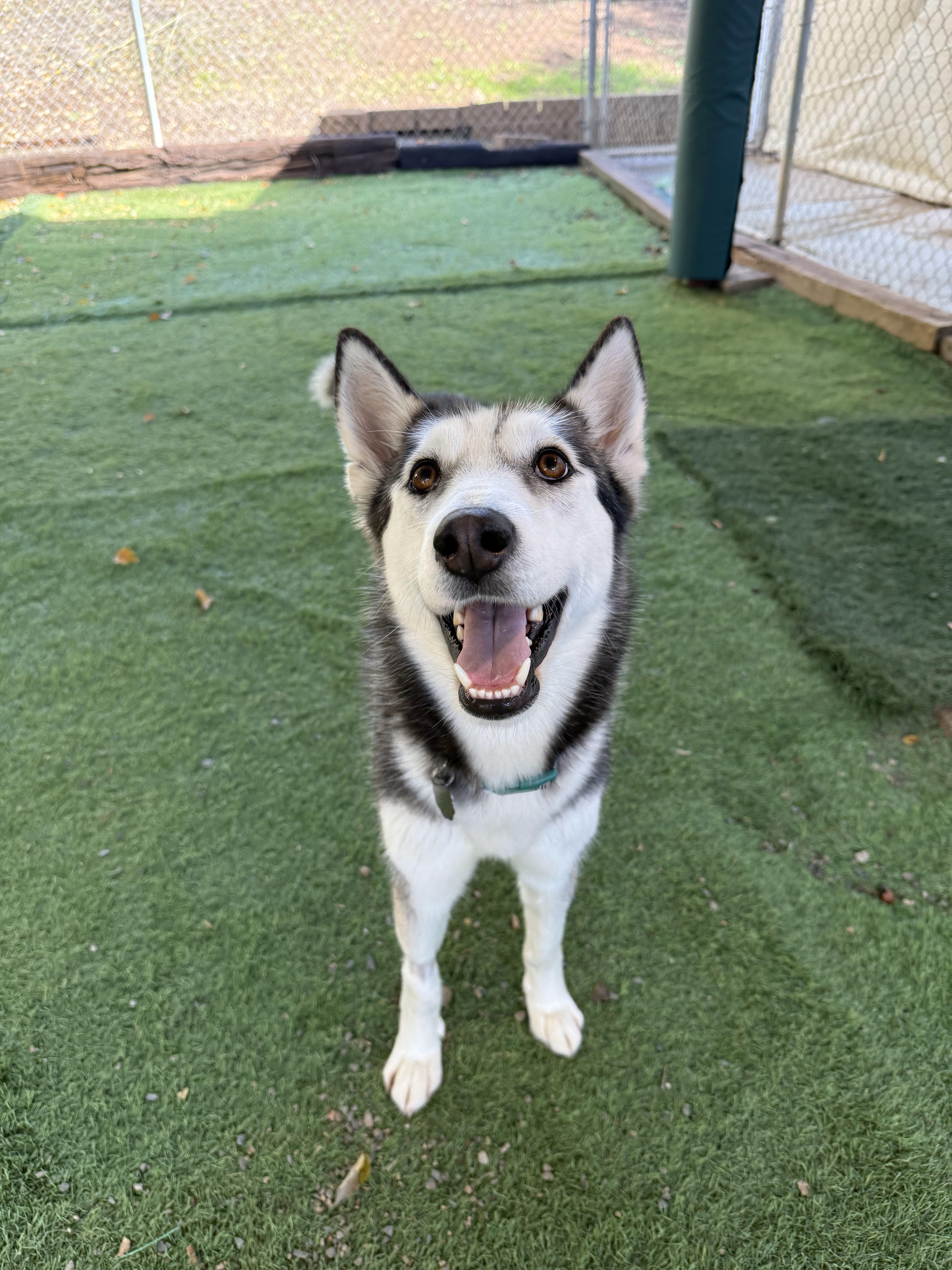 An adult large-sized female Gray / Blue / Silver Husky dog named Asha for adoption in San Diego, CA