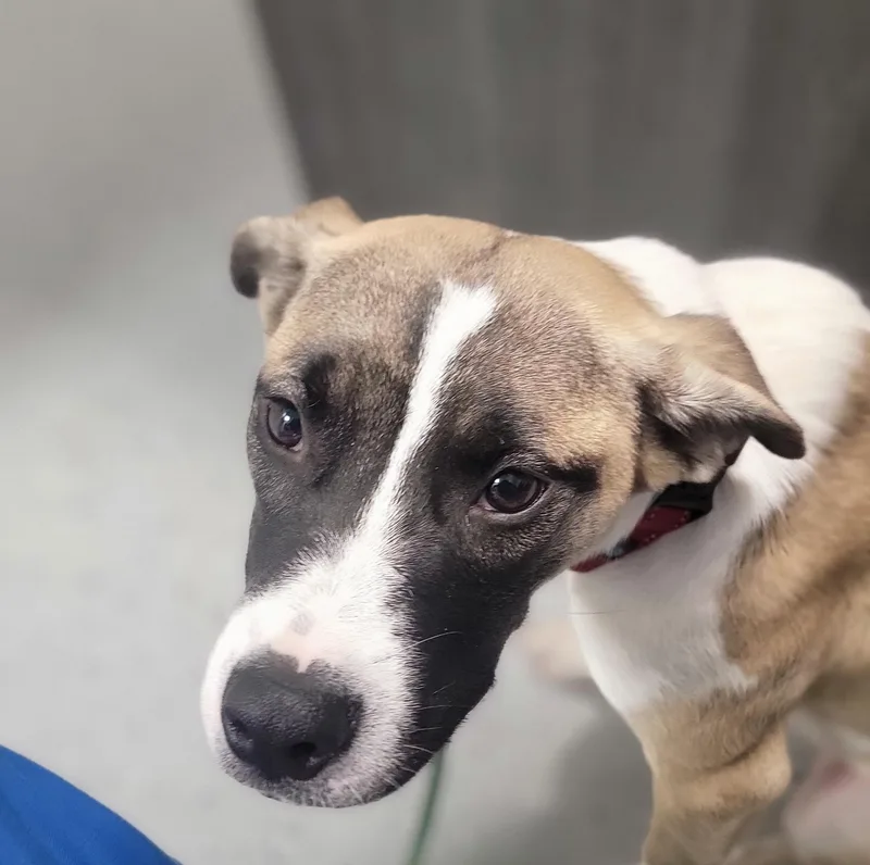 A baby medium-sized female Cattle Dog dog named Pumpkin for adoption in Salem, OH
