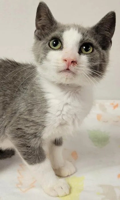 A baby small-sized male Domestic Short Hair cat named Cream Cheese for adoption in Eugene, OR